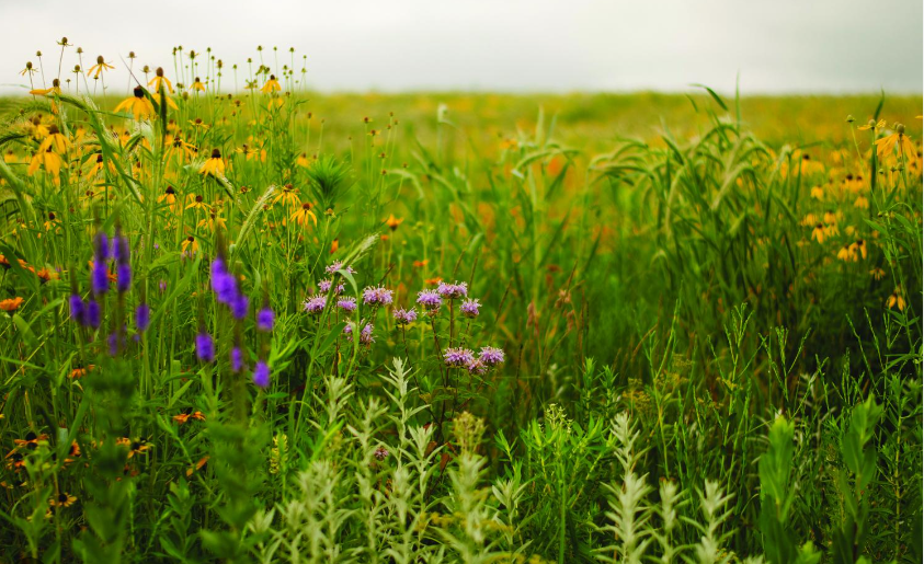 Prairie with wildflowers