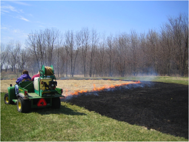 Prairie Plantings and the Burn Program